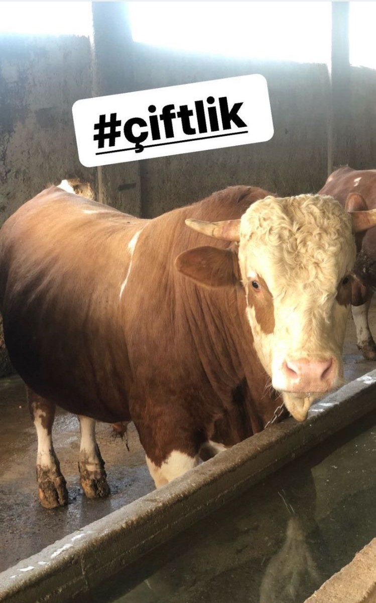 Çiftlik 1