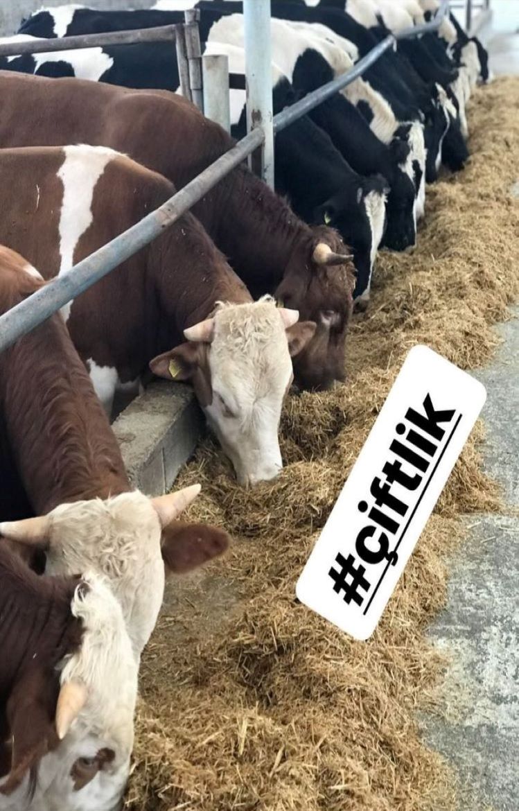 Çiftlik 4