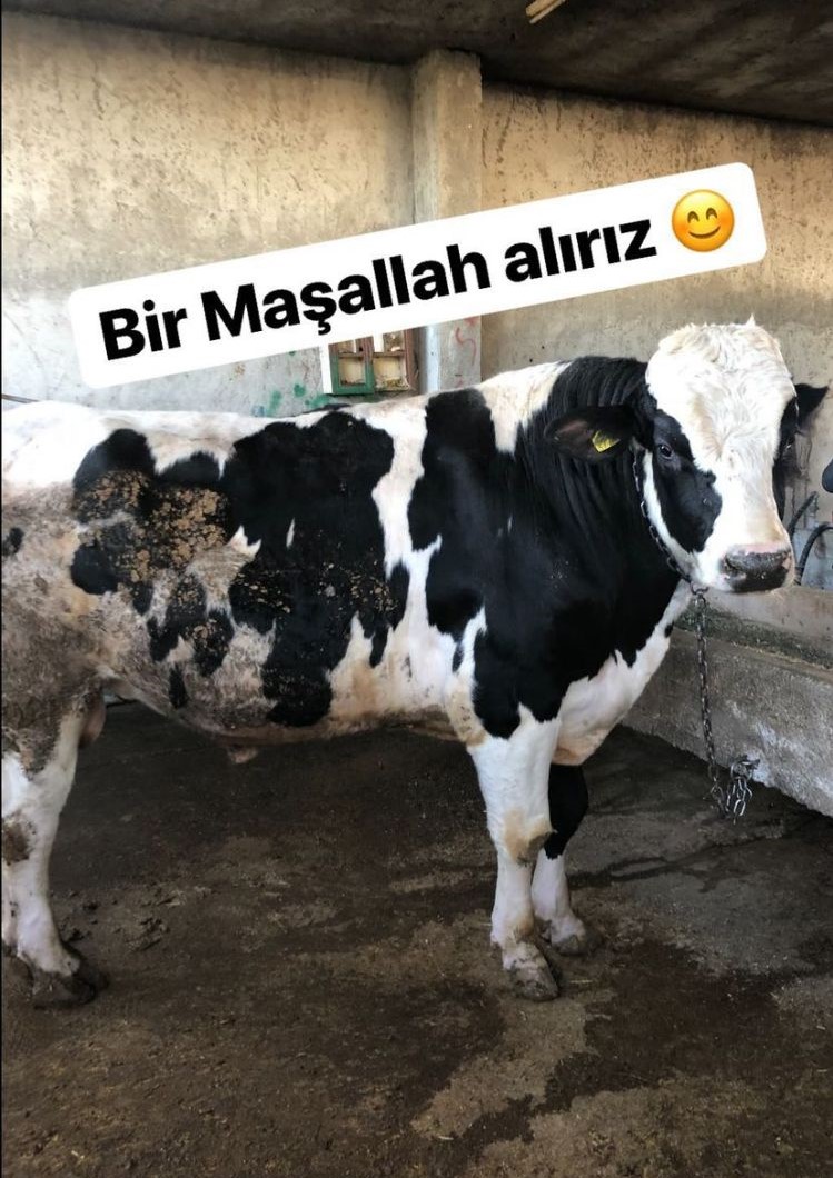 Çiftlik 5